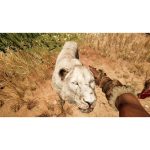 Far Cry Primal Xbox One (Jogo Mídia Física) Far Cry Primal Xbox One (Jogo Mídia Física)